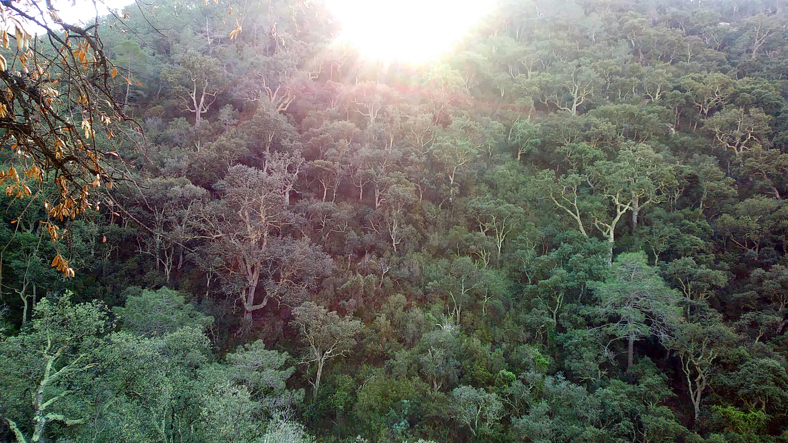 Getting Under the Skin of Cork Oaks