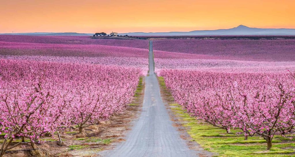 Spring’s Pink Awakening: Where to Experience Spain’s Fruit Blossoms